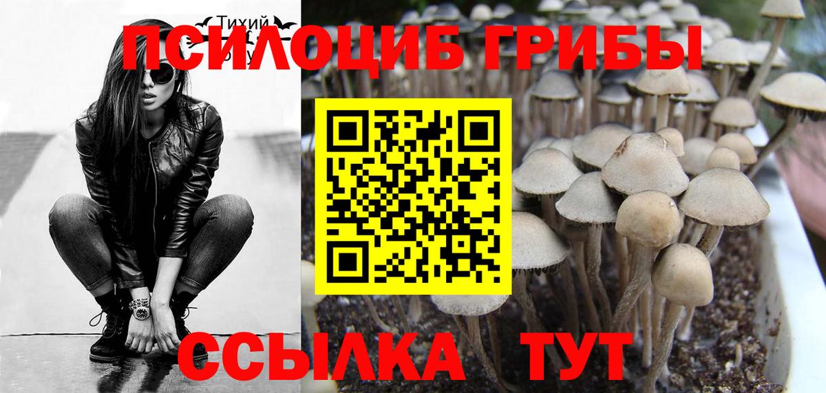 как найти наркотики  Псилоцибиновые грибы GOLDEN TEACHER  Вход с VPN  Котовск  Псилоцибиновые грибы мицелий 